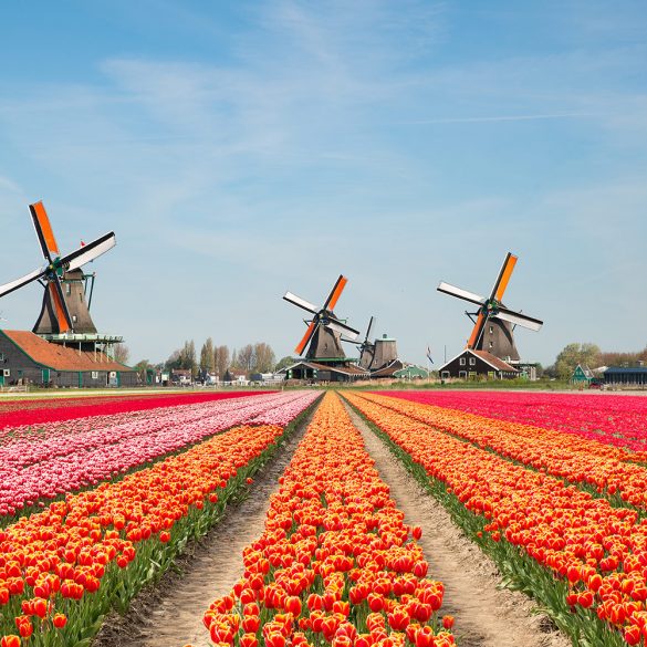 You Can Deliver Residence Your Personal Bouquet From This Big Texas Tulip Discipline