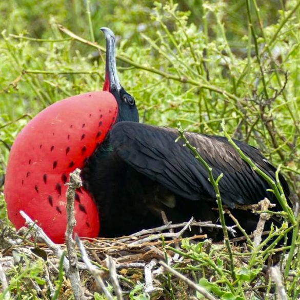 Wildlife and Wonders of the Galápagos