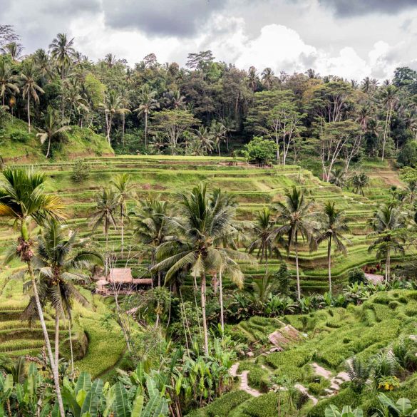 Image of the Week: Tegalalang Rice Terraces in Bali