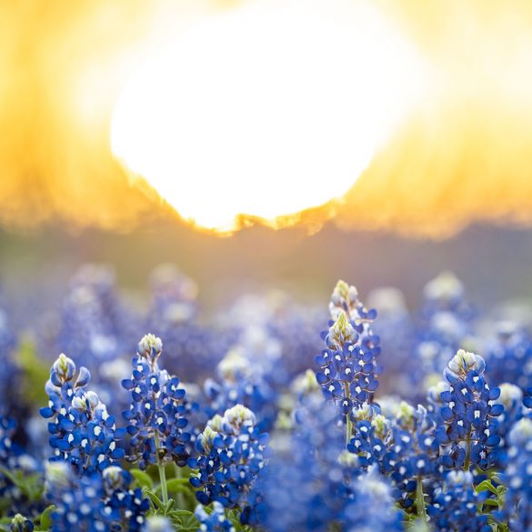 Photos of the Week: Texas Bluebonnets at Dawn