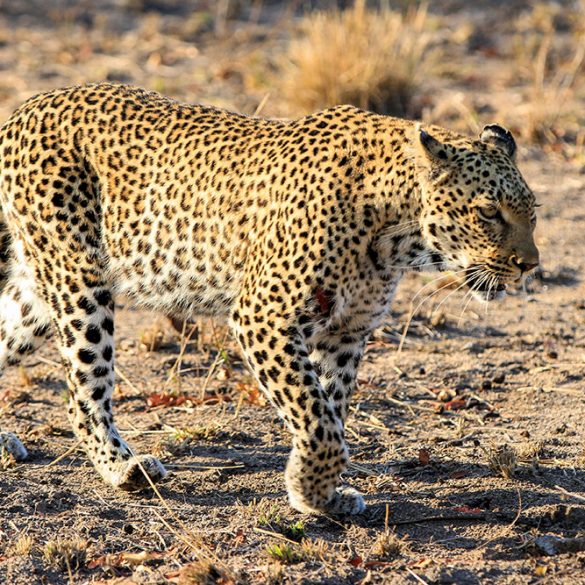 A Morning with Leopards