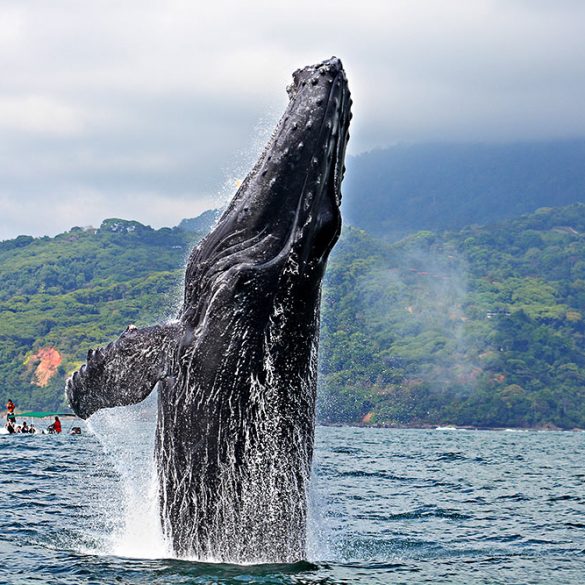 The Greatest Journeys for Wonderful Encounters With Whales