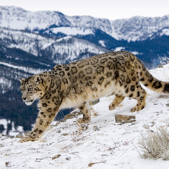 Letter of Invitation: Looking for Snow Leopards in India