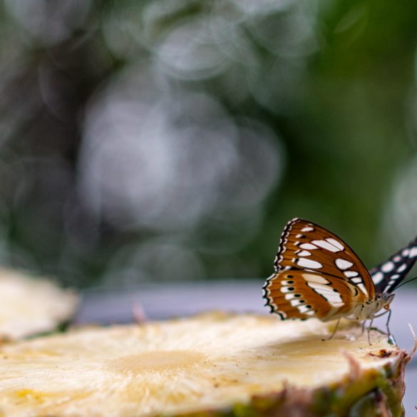 Butterfly backyard…in an airport?