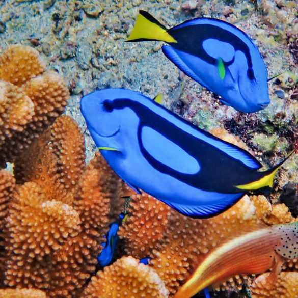 Snorkeling Expedition in Cenderawasih Bay