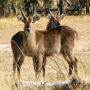 Pleasant Zimbabwe: A Safari in Hwange Nationwide Park