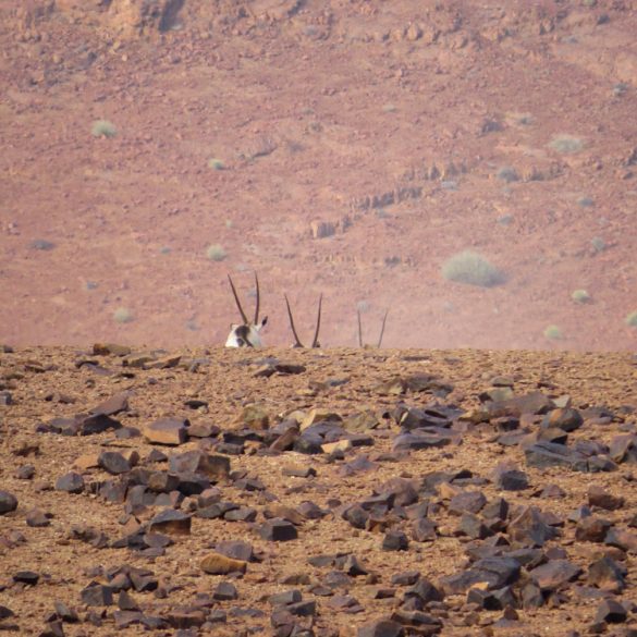 Namibia’s Wondrous Wildlife