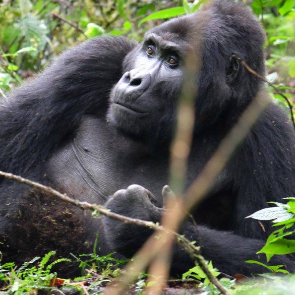 Visiting the Mountain Gorillas of Uganda